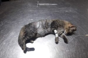 Agroveterinaria El Lucero