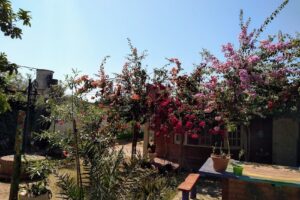 La Lengua Subtorácica dietética y librería