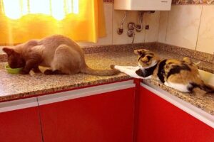 Librerias Van Gogh Local 6