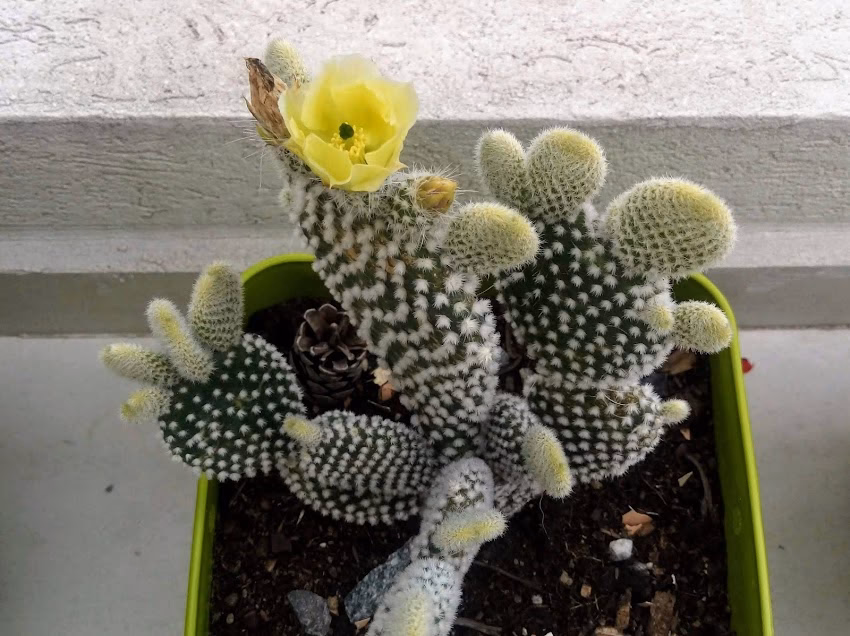 Playschool libreria y kiosco